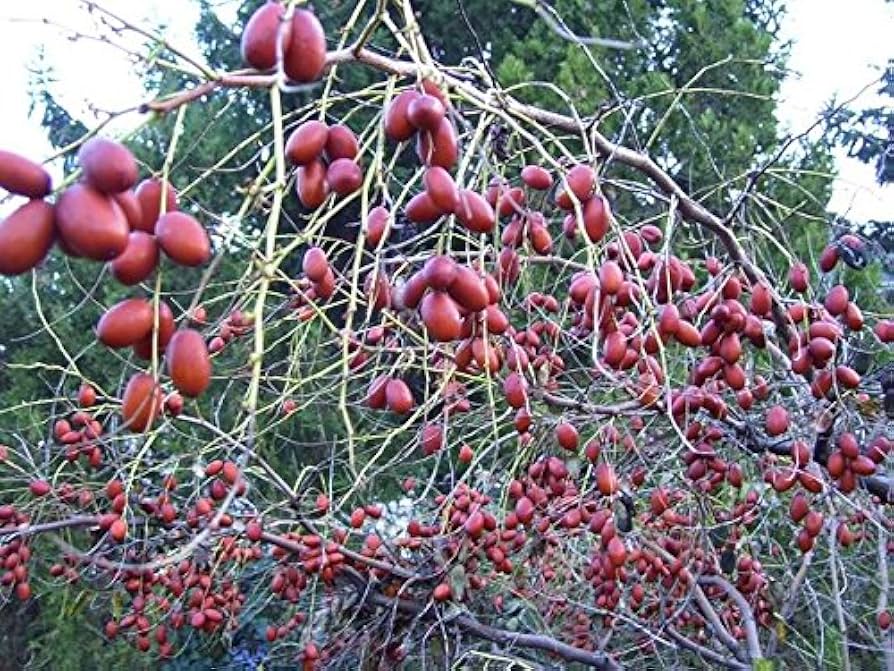 Mature Chinese Date Tree with green foliage