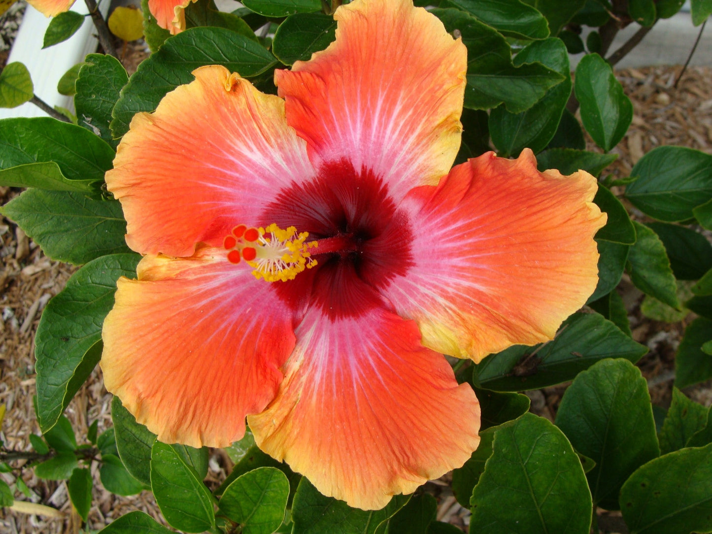Hibiscus Flower Flower seeds for Planting Pollinator Friendly Heirloom & GMO Free Seeds for Home Garden