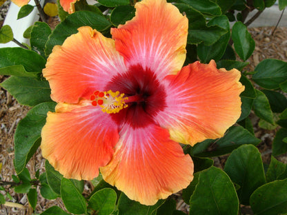 Hibiscus Flower Flower seeds for Planting Pollinator Friendly Heirloom & GMO Free Seeds for Home Garden