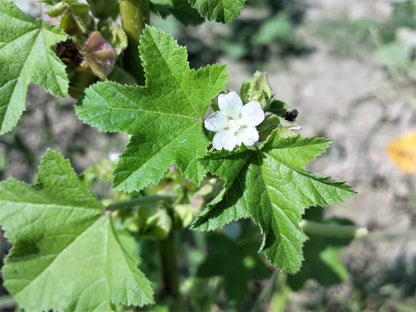 Packet of Chinese Mallow edible herb seeds