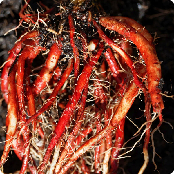 Chinese Red-Rooted Sage seeds Salvia miltiorrhiza purple flowers