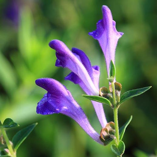 Premium Chinese Skullcap Flower seeds for Planting Garden Favorite, Heirloom & GMO Free Seeds for Home Garden seeds