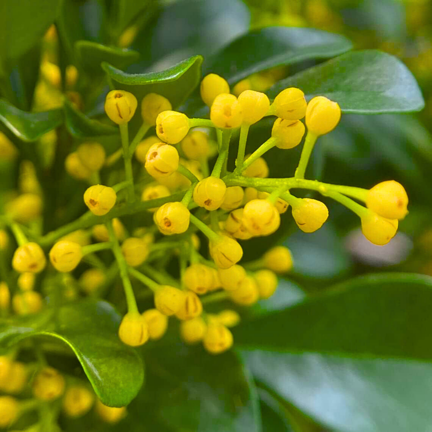 Aglaia Odorata Flower seeds for Planting Bright Blooms Heirloom & GMO Free Seeds for Home Garden