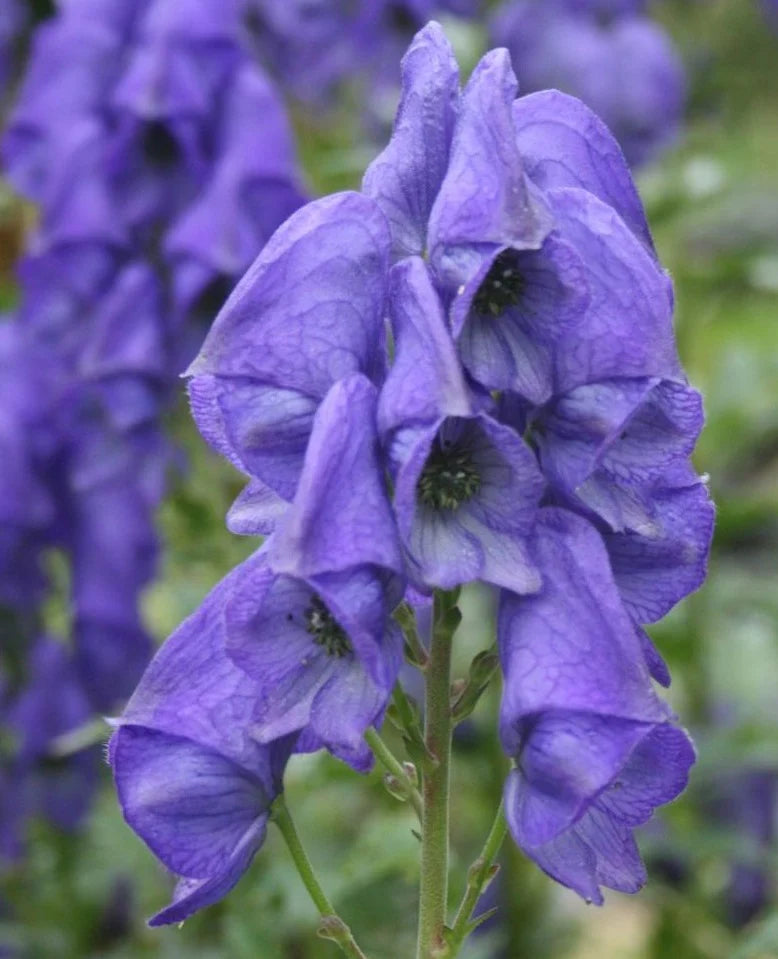 Blue Carmichaelii Flower seeds for Planting Fragrant Blossoms, Heirloom & GMO Free Seeds for Home Garden seeds for home gardening
