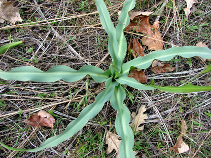 Chlorogalum pomeridianum California Soaproot herb growing in full sun