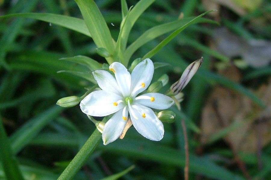 Chlorophytum Flower seeds for Planting Seasonal Bloomer Heirloom & GMO Free Seeds for Home Garden
