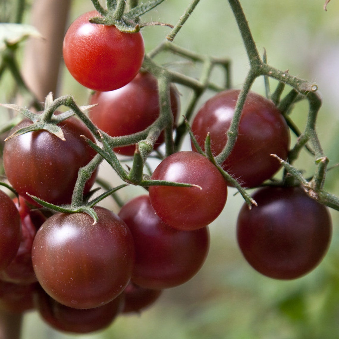 Chocolate brown tomato seeds for planting