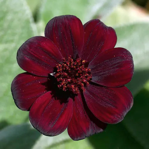 High quality Marron Atrosanguineus Flower seeds for Planting Hardy Variety, Heirloom & GMO Free Seeds for Home Garden seeds pack