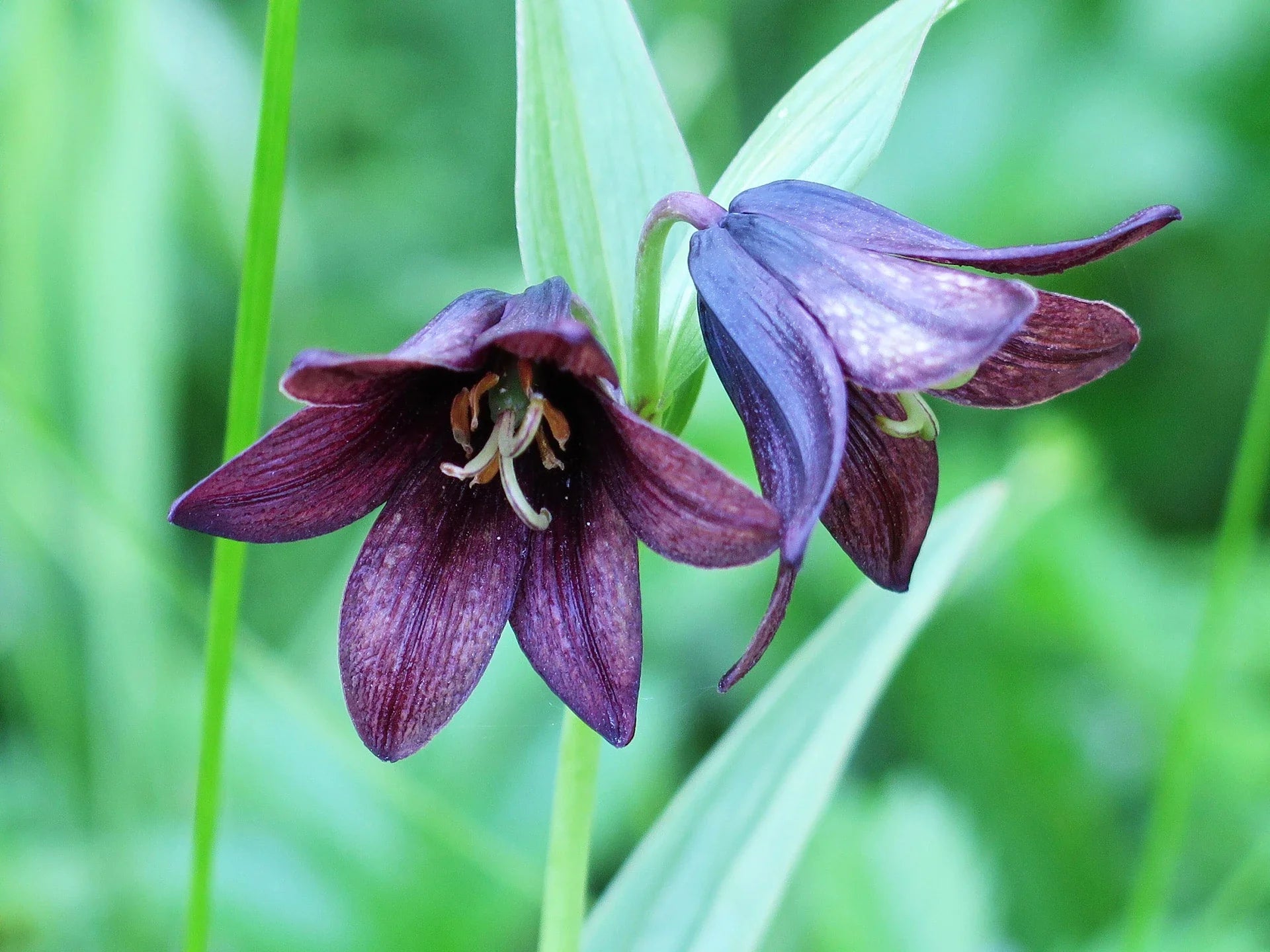 Chocolate Lilly Flower seeds for Planting Easy to Grow, Heirloom & GMO Free Seeds for Home Garden vegetable and garden seeds
