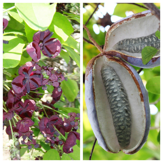 Bulk Chocolate Vine (Akebia quinata) seeds for planting