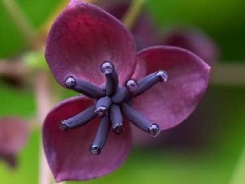 Chocolate Vine with purple, fragrant flowers