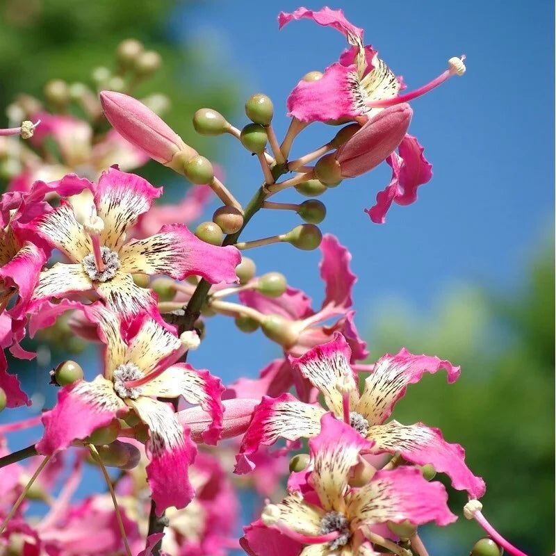 Chorisia Insignis Flower seeds for Planting Premium Quality, Heirloom & GMO Free Seeds for Home Garden vegetable and garden seeds