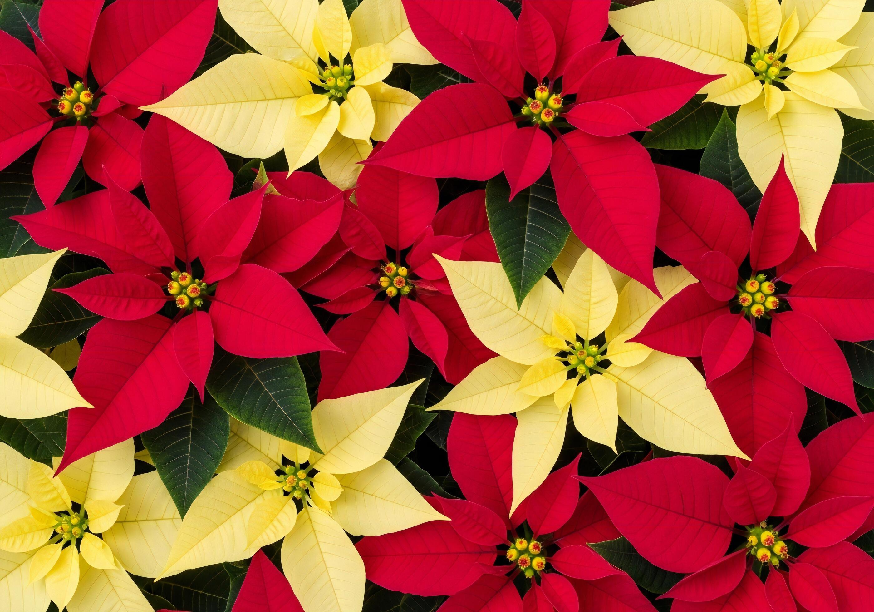 Yellow Red Poinsettia Flower seeds for Planting Vibrant Colors, Heirloom & GMO Free Seeds for Home Garden vegetable and garden seeds