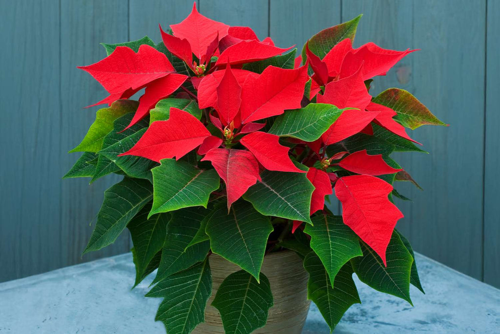 Green Poinsettia Perennial Flower seeds for Planting Wildflower Mix, Heirloom & GMO Free Seeds for Home Garden seeds for planting