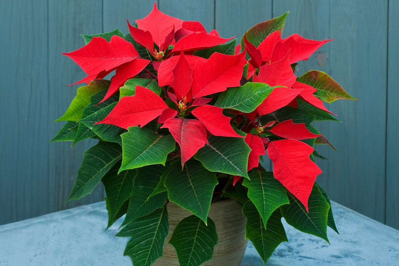 Green Poinsettia Perennial Flower seeds for Planting Wildflower Mix, Heirloom & GMO Free Seeds for Home Garden seeds for planting