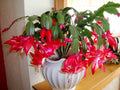 Red Zygocactus Truncatus Flower seeds for Planting Cottage Garden Essential, Heirloom & GMO Free Seeds for Home Garden seeds for planting