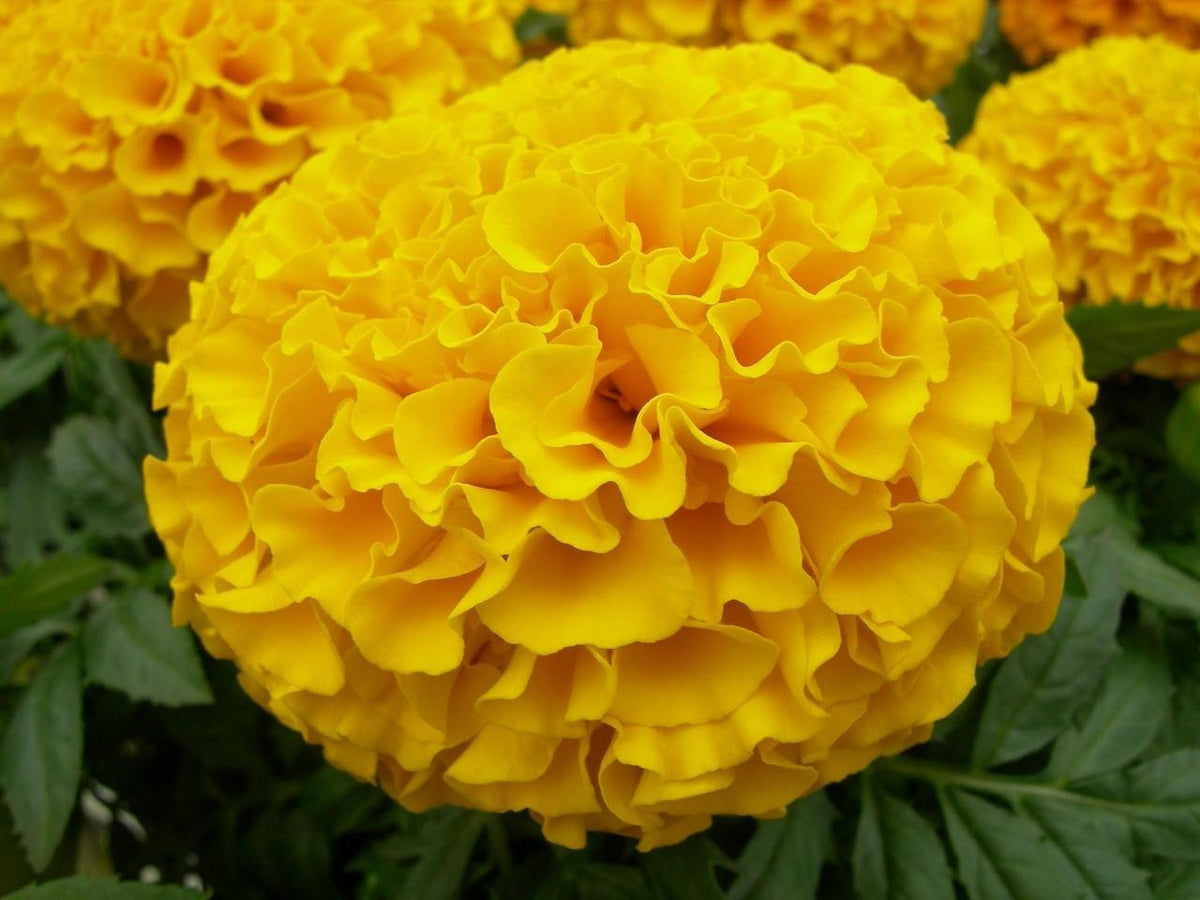 Chrysanthemum Marigold Flower seeds for Planting Bright Blooms Heirloom & GMO Free Seeds for Home Garden