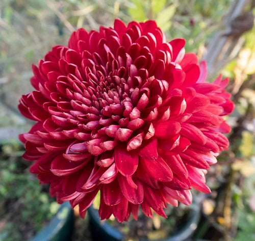 Premium Chrysanthemum Red Flower seeds for Planting Cut Flower Favorite, Heirloom & GMO Free Seeds for Home Garden seeds