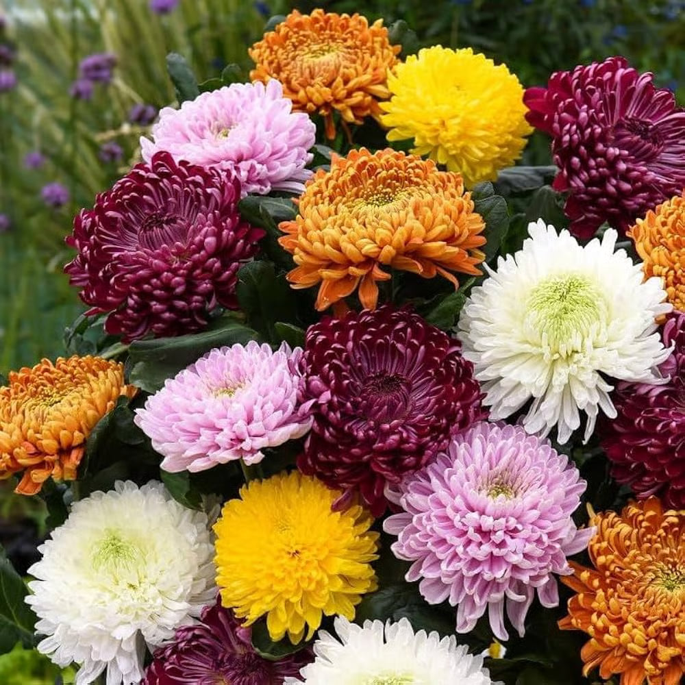 Heirloom Chrysanthemum Flower seeds for Planting Long Bloom Season Heirloom & GMO Free Seeds for Home Garden