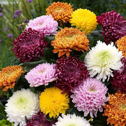 Heirloom Chrysanthemum Flower seeds for Planting Long Bloom Season Heirloom & GMO Free Seeds for Home Garden