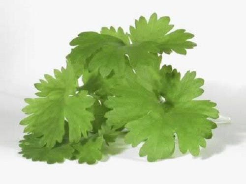 Cilantro Coriander seeds Coriandrum sativum