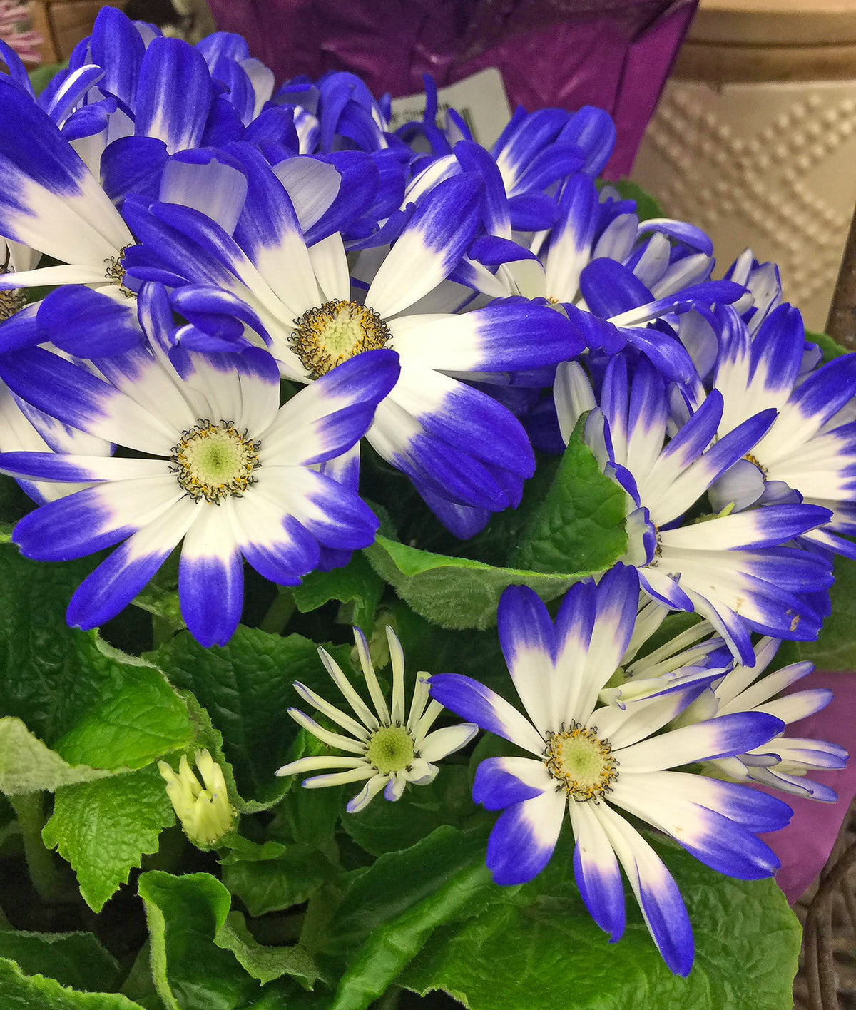 Cineraria Flower seeds for Planting Cottage Garden Essential Heirloom & GMO Free Seeds for Home Garden