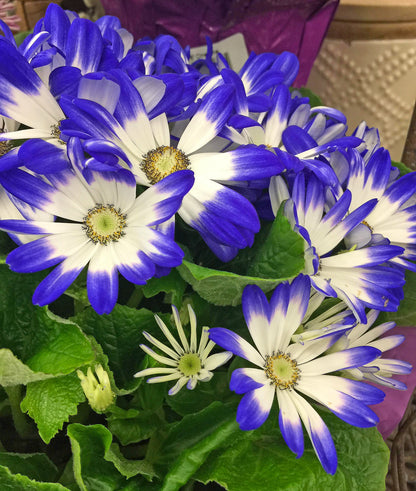 Cineraria Flower seeds for Planting Cottage Garden Essential Heirloom & GMO Free Seeds for Home Garden