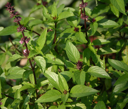 Cinnamon Basil ornamental foliage grown from seeds in garden border