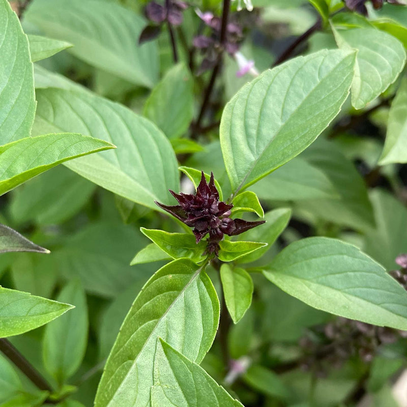Seedlings of Cinnamon Basil compact herb grown from seeds