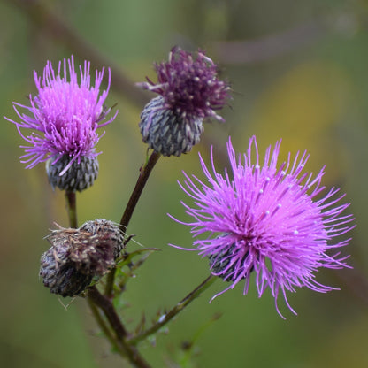 Cirsium Muticum Flower for Planting Vibrant Colors Heirloom & GMO Free Seeds for Home Garden