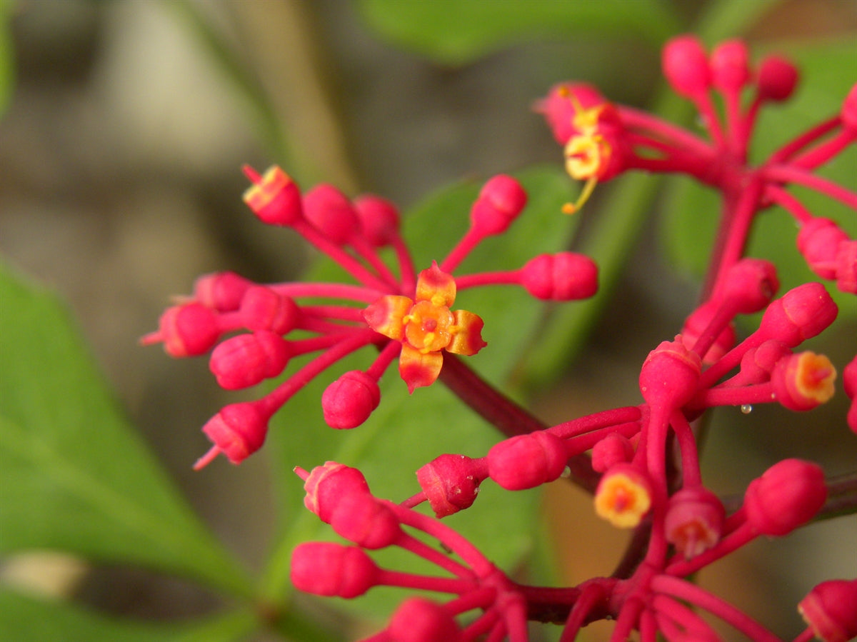 Cissus Flower seeds for Planting Perfect for Borders Heirloom & GMO Free Seeds for Home Garden