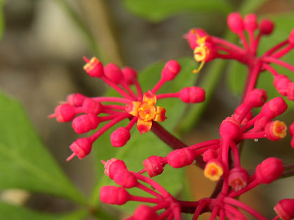 Cissus Flower seeds for Planting Perfect for Borders Heirloom & GMO Free Seeds for Home Garden