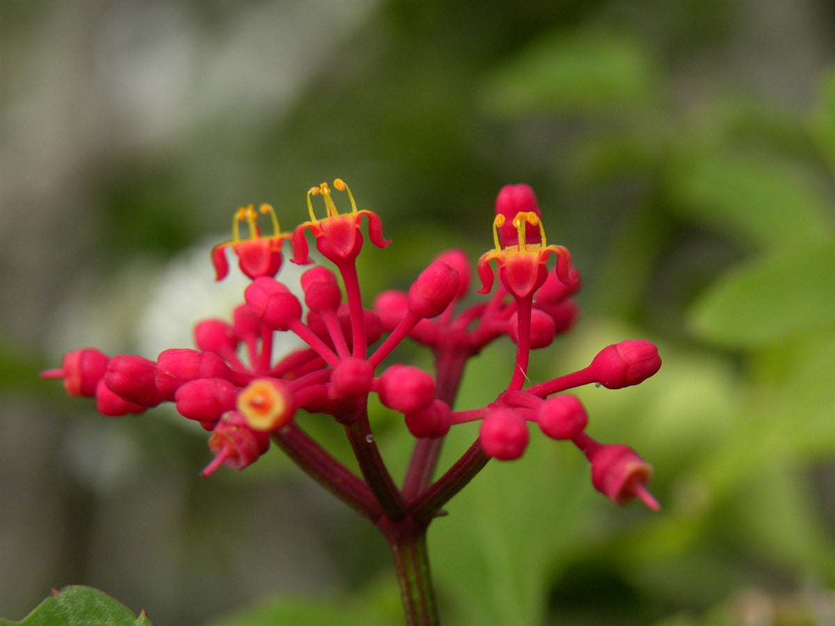 Cissus Flower seeds for Planting Perfect for Borders Heirloom & GMO Free Seeds for Home Garden