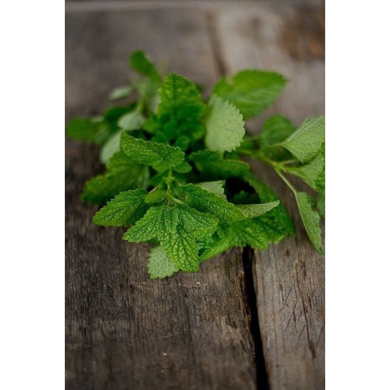 Citronella Lemon Balm white flowers attracting pollinators from seeds