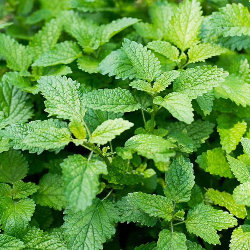 Citronella Lemon Balm seeds Melissa officinalis green foliage
