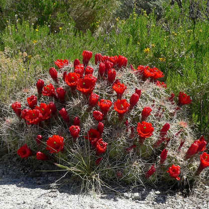 Claret Cup Hedgehog Cacti Flower seeds for Planting - Cut Flower Favorite, Heirloom & GMO Free Seeds for Home Garden