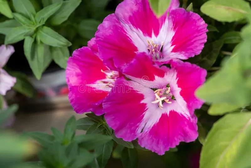 Pink Godetia Flower seeds for Planting Pollinator Friendly, Heirloom & GMO Free Seeds for Home Garden vegetable and garden seeds