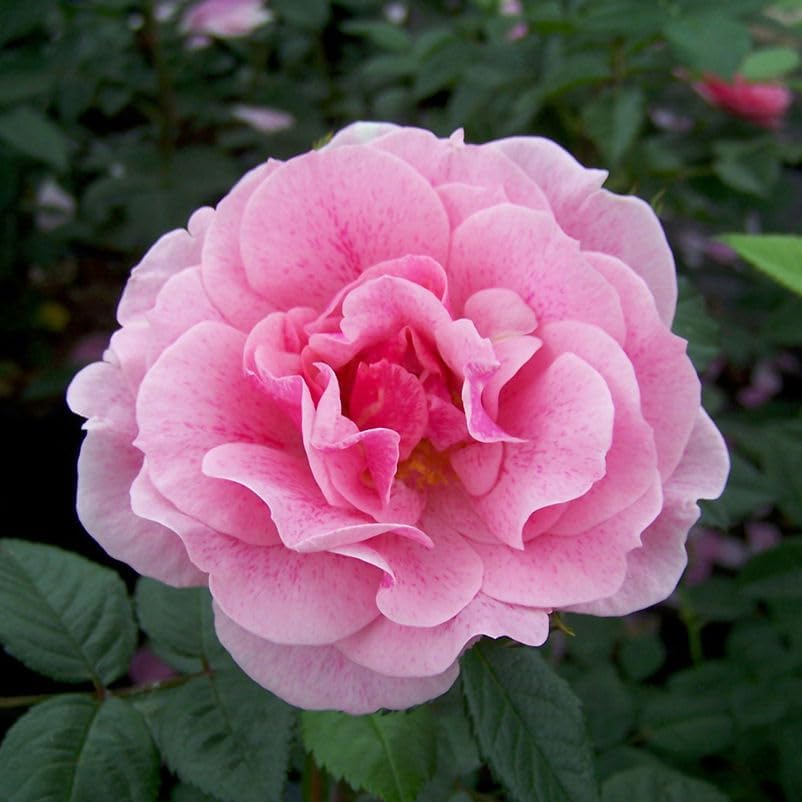 Classic Climbing Pink Rose Seeds for Garden Planting