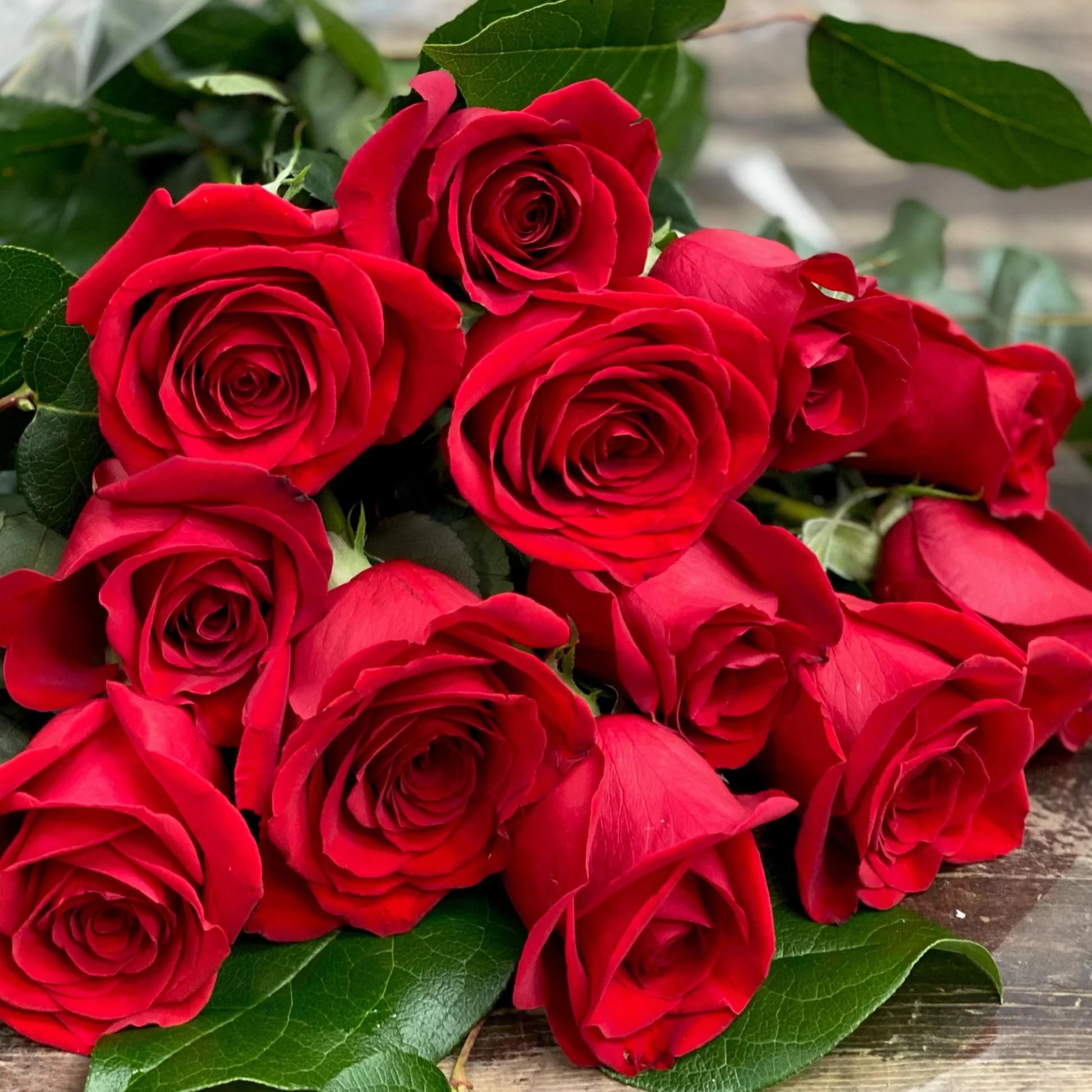 Classic Red Rose Flower Seeds for Planting