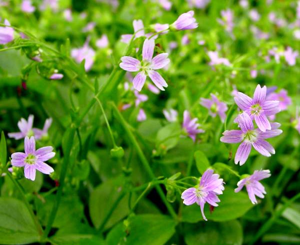 Premium White Claytonia Sibirica Flower seeds for Planting Compact Growth, Heirloom & GMO Free Seeds for Home Garden seeds