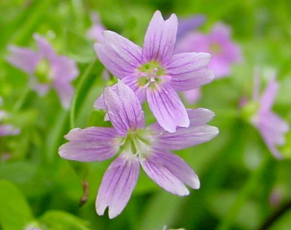 White Claytonia Sibirica Flower seeds for Planting Compact Growth, Heirloom & GMO Free Seeds for Home Garden vegetable and garden seeds