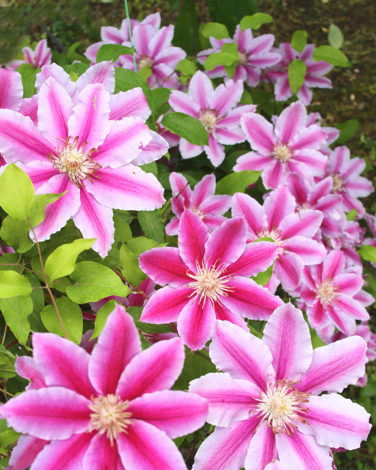 Perennial Vine Climbing Flower seeds for Planting - Cottage Garden Essential, Heirloom & GMO Free Seeds for Home Garden