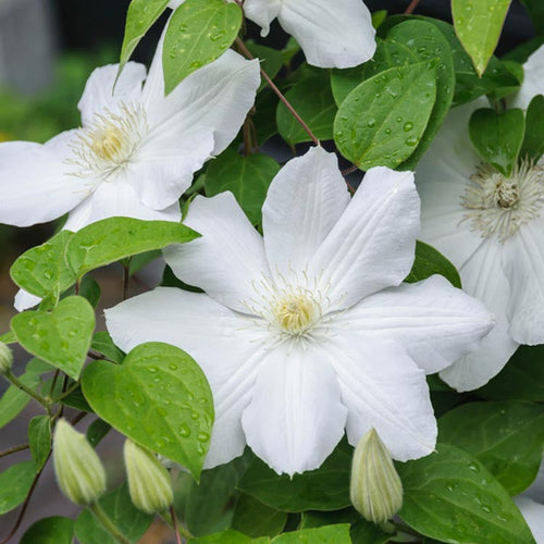 Clematis Flower seeds for Planting Seasonal Bloomer, Heirloom & GMO Free Seeds for Home Garden seeds for planting