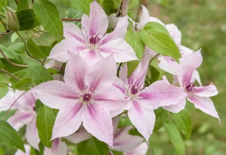 Premium Pink Clematis Hybrid Flower seeds for Planting Bright Blooms, Heirloom & GMO Free Seeds for Home Garden seeds