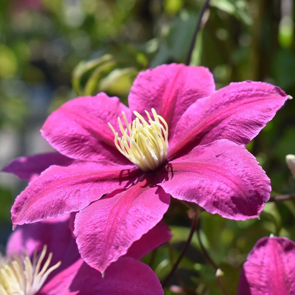 Deep Pink Clematis Flower seeds for Planting Drought Tolerant, Heirloom & GMO Free Seeds for Home Garden vegetable and garden seeds