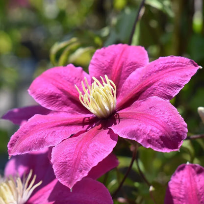 Deep Pink Clematis Flower seeds for Planting Drought Tolerant, Heirloom & GMO Free Seeds for Home Garden vegetable and garden seeds