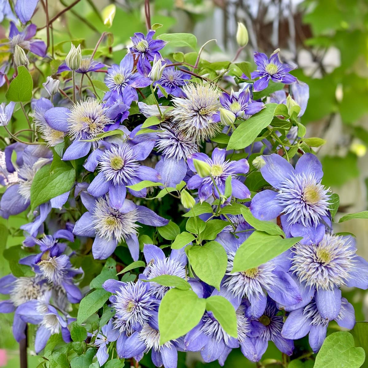 Violet Red Clematis Flower seeds for Planting Bright Blooms Heirloom & GMO Free Seeds for Home Garden
