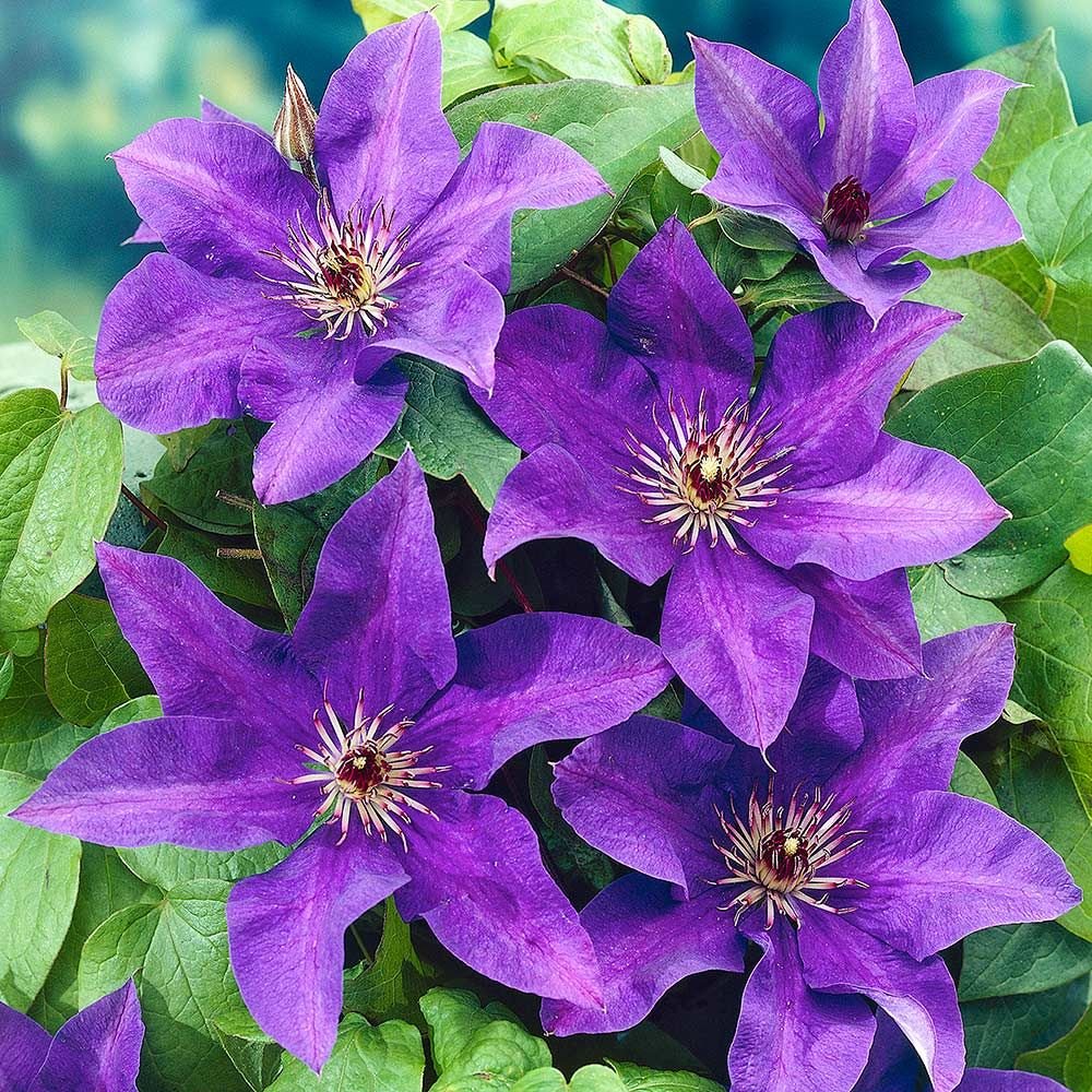 Close-Up of Vibrant Clematis Flower Petals