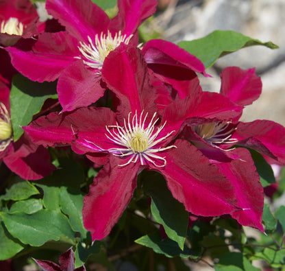 Brown Clematis Flower seeds for Planting Premium Quality Heirloom & GMO Free Seeds for Home Garden