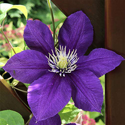 Clematis Flower Seeds for Planting Beautiful Vines